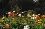 HuntingtonGardenPoppies